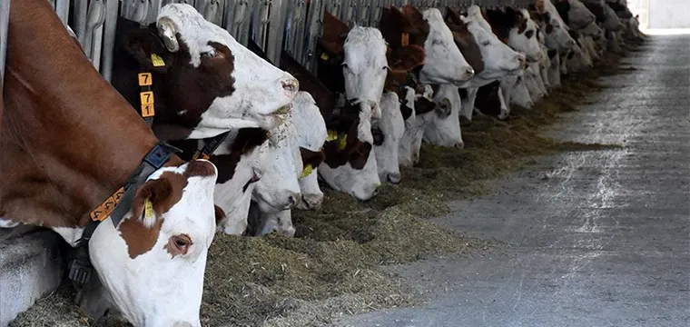 Şap Hastalığına Karşı Seferberlik!