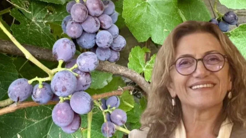 Kadın avukat tarımda yeni bir yol açtı… Yetişmez denilen üzümü bahçesinde üretti