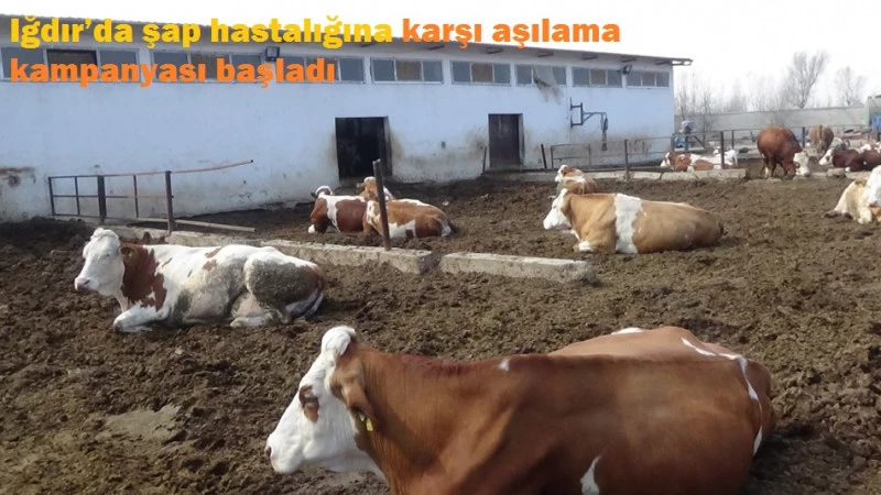 Iğdır’da şap hastalığına karşı aşılama kampanyası başladı