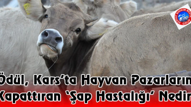Ödül, Kars’ta Hayvan Pazarlarını Kapattıran ‘Şap Hastalığı’ Nedir?