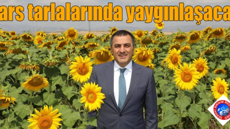 Sarı Altın ‘Ayçiçeği’ Kars tarlalarında yaygınlaşacak