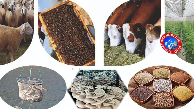 Uzman Eller Projeleri İçin Başvurular Başladı